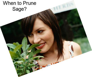When to Prune Sage?