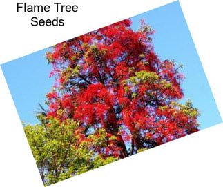 Flame Tree Seeds