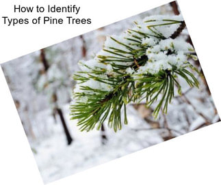 How to Identify Types of Pine Trees