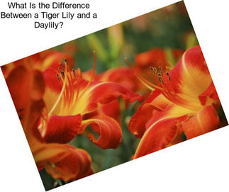 What Is the Difference Between a Tiger Lily and a Daylily?