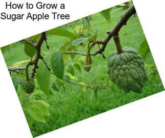 How to Grow a Sugar Apple Tree