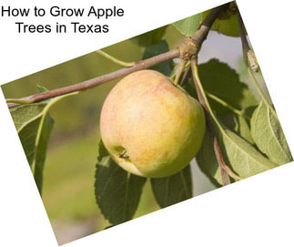 How to Grow Apple Trees in Texas