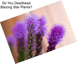 Do You Deadhead Blazing Star Plants?