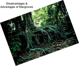 Disadvantages & Advantages of Mangroves
