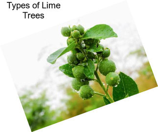Types of Lime Trees