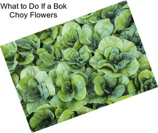 What to Do If a Bok Choy Flowers
