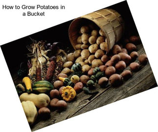 How to Grow Potatoes in a Bucket