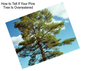 How to Tell If Your Pine Tree Is Overwatered