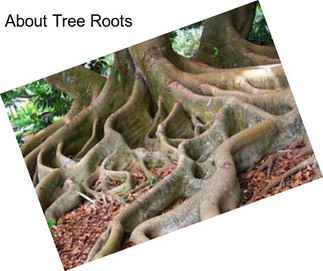 About Tree Roots