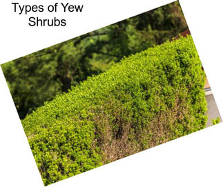 Types of Yew Shrubs