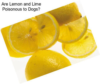 Are Lemon and Lime Poisonous to Dogs?