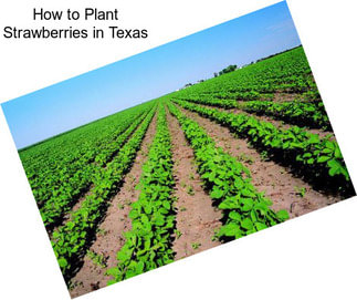 How to Plant Strawberries in Texas