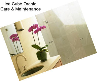 Ice Cube Orchid Care & Maintenance