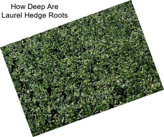 How Deep Are Laurel Hedge Roots