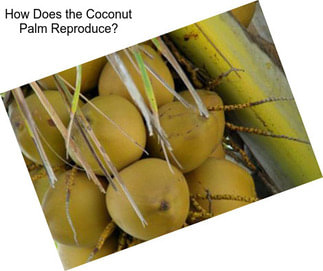 How Does the Coconut Palm Reproduce?