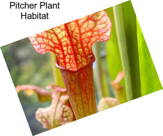 Pitcher Plant Habitat