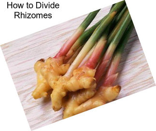 How to Divide Rhizomes