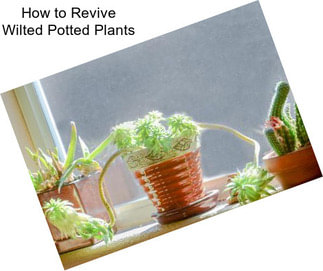 How to Revive Wilted Potted Plants