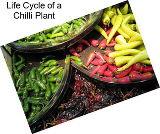 Life Cycle of a Chilli Plant
