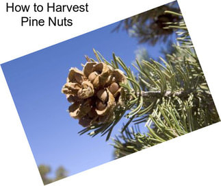 How to Harvest Pine Nuts