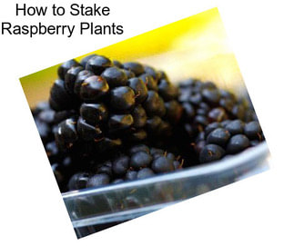 How to Stake Raspberry Plants