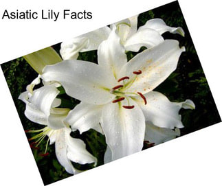 Asiatic Lily Facts