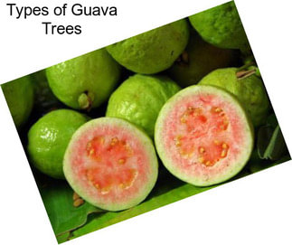 Types of Guava Trees