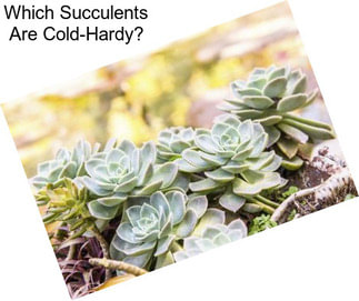 Which Succulents Are Cold-Hardy?