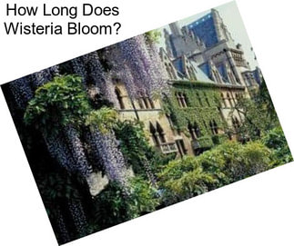 How Long Does Wisteria Bloom?