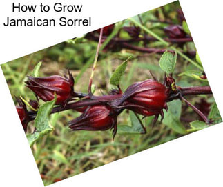 How to Grow Jamaican Sorrel