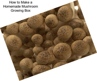 How to Make a Homemade Mushroom Growing Box