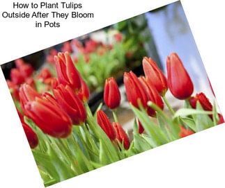 How to Plant Tulips Outside After They Bloom in Pots