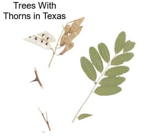 Trees With Thorns in Texas