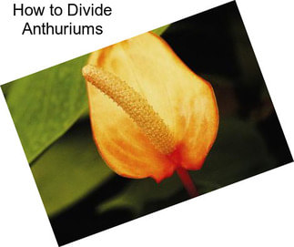 How to Divide Anthuriums