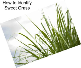 How to Identify Sweet Grass