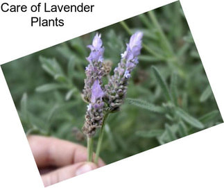 Care of Lavender Plants