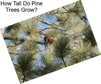 How Tall Do Pine Trees Grow?