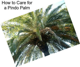 How to Care for a Pindo Palm