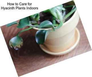 How to Care for Hyacinth Plants Indoors