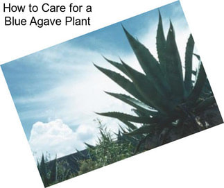 How to Care for a Blue Agave Plant