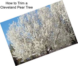 How to Trim a Cleveland Pear Tree