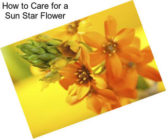 How to Care for a Sun Star Flower