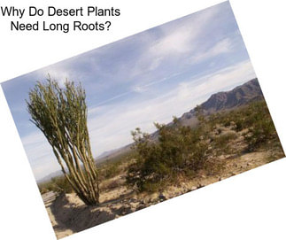 Why Do Desert Plants Need Long Roots?