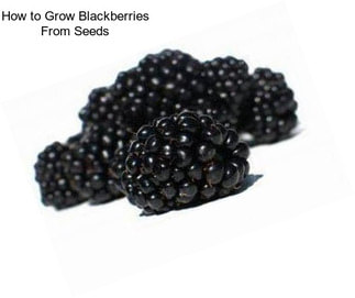 How to Grow Blackberries From Seeds