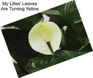 My Lilies\' Leaves Are Turning Yellow