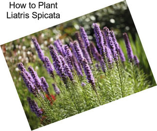 How to Plant Liatris Spicata