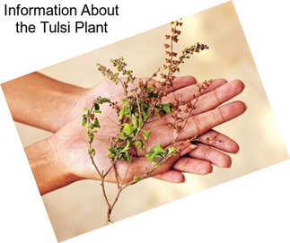 Information About the Tulsi Plant