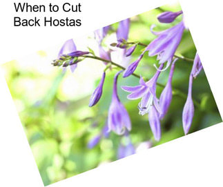 When to Cut Back Hostas