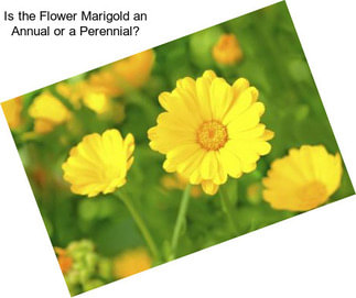 Is the Flower Marigold an Annual or a Perennial?