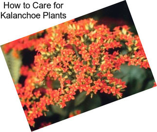 How to Care for Kalanchoe Plants